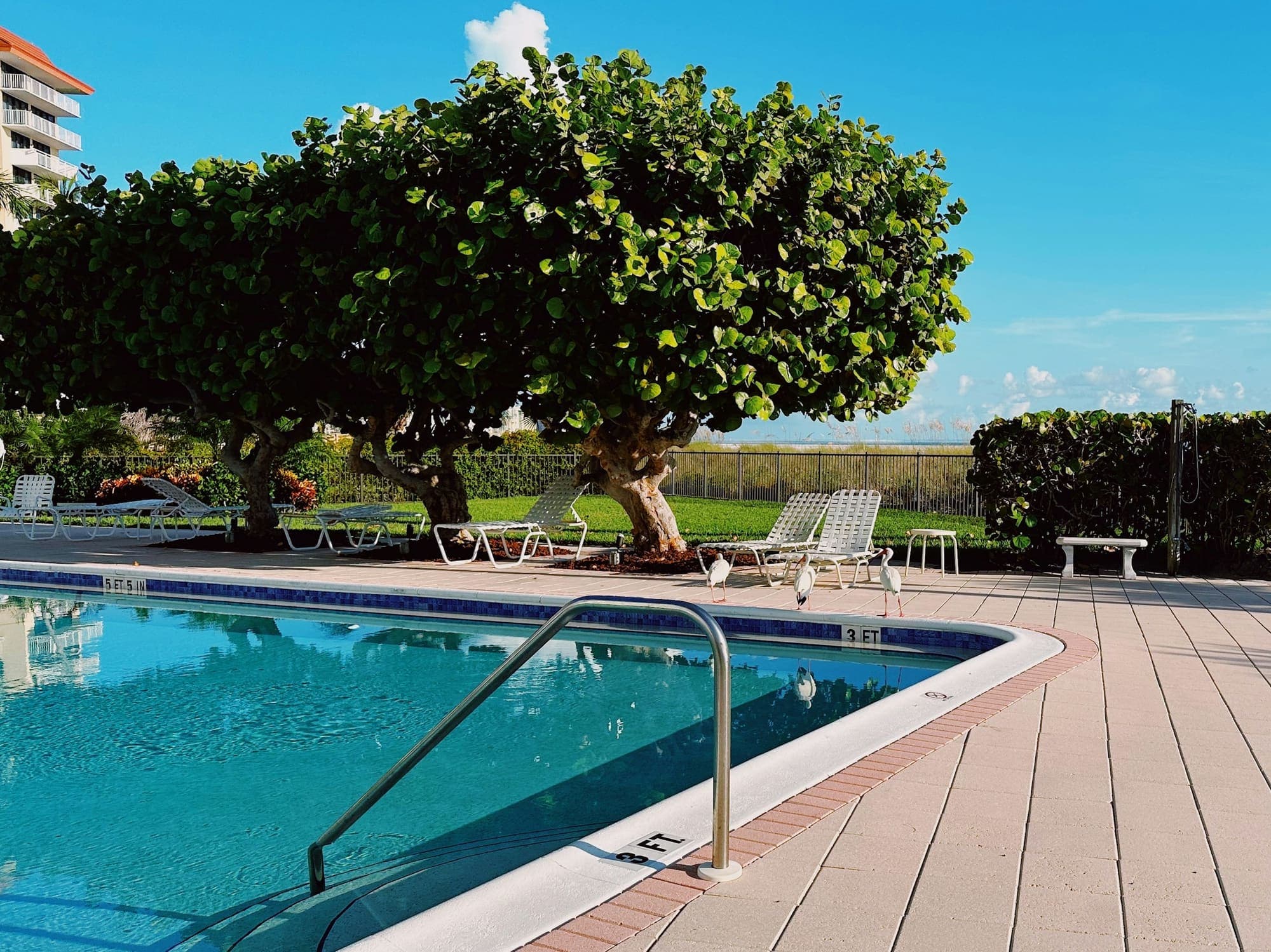 Community pool with a wide deck, railing and shade trees